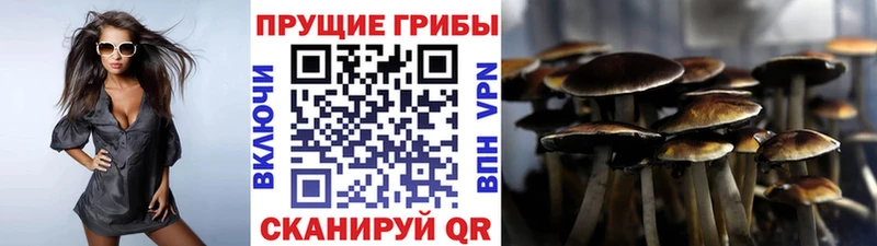 Псилоцибиновые грибы Psilocybe Барнаул
